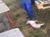 Killing | East Anglian Pig Co.