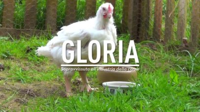 La storia di gloria, una su un milione