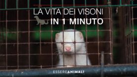 La vita dei visoni in un minuto