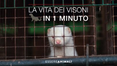 La vita dei visoni in un minuto