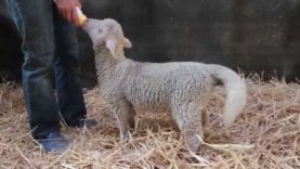 Lamb Lamb Tails