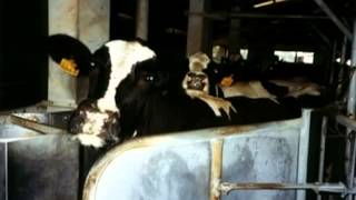 Le voci dei condannati a morte