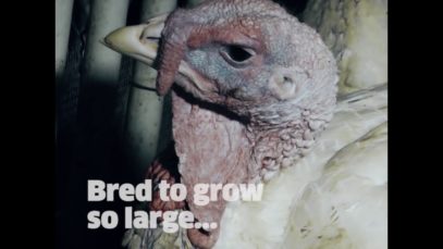 Leave turkeys off your plate.