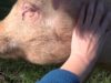 Lucy Pig Knows Her Name