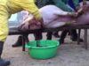 Matanza del cerdo en España // Muerte de un cerdo