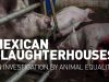 Mexican slaughterhouses – An investigation by Animal Equality
