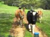 Moving Happy Cows to Greener Pastures