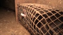 Nertsenfokkerij in Langemark(België) is ware hel voor dieren