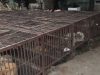 Nuova investigazione sul commercio della carne di cane e gatto in Cina