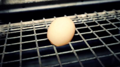 Organic Egg Farms Exposed | New Undercover Investigation