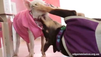 Piglet and Dog playing – Ruby and Squeak