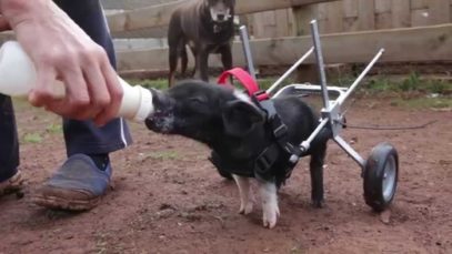 Piglet on Wheels