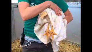 Poultry Handling