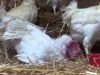 Rescued Hen Plays in Straw for First Time