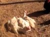 Rescued Hens Dust-bathing