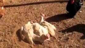 Rescued Hens Dust-bathing