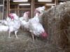 Rescued Hens from Egg Farm Free For First Time