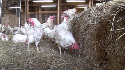 Rescued Hens from Egg Farm Free For First Time