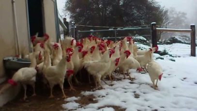 Rescued Hens See Snow for the First Time