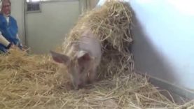 Rescued Piglet Plays in Straw