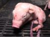 Schokkende beelden tonen het dierenleed achter de productie van varkensvlees