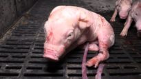 Schokkende beelden tonen het dierenleed achter de productie van varkensvlees