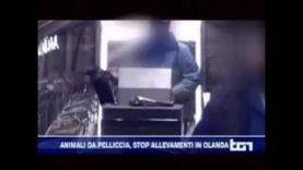 Servizio del TG1 dedicato all’investigazione sull’industria della pelliccia