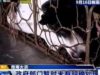 Servizio del TG1 sulla chiusura di 33 rivenditori ed 1 macello di carne di cane e gatto in Cina