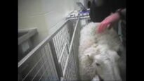Sheep Suffering: BUAV undercover investigation at Cambridge University