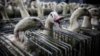Shocking cruelty exposed at Caracierzos foie gras farm | Animal Equality