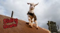 Sliding Goats