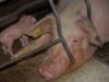 Spanish Pig Farms | An Animal Equality Documentary