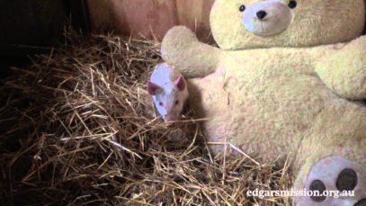 Squeak Squeak