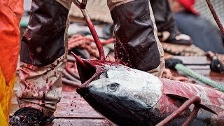 The Brutal Killing of Bluefin Tuna Exposed | Animal Equality Undercover Investigation