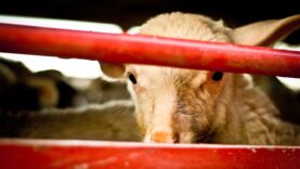 The short life of lambs – Animal Equality Undercover Investigation
