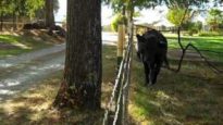 Tommy Meets the Cows