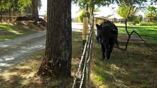 Tommy Meets the Cows