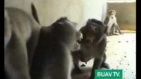 Torn From the Wild: BUAV uncovers monkey trapping in Cambodia
