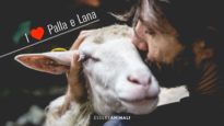 Una bella vita per Palla e Lana, agnelline salvate dal macello