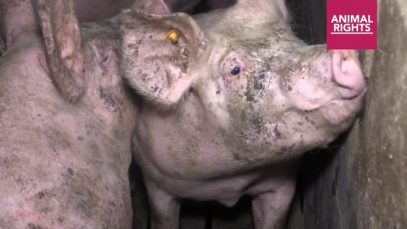 Varkens: van geboorte tot slacht