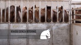 VIAGGI SENZA RITORNO – Cosa si nasconde dietro la carne di cavallo