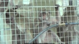 Vittime della sperimentazione – Una investigazione di Animal Equality