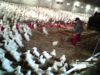What millions of animals call home