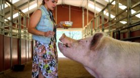Wilbur pig eats apples