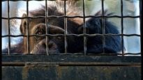 Zoos: the life of animals in captivity | An undercover investigation by Animal Equality