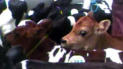 फार्म सेफ्रिज की फ्ररिप्ट