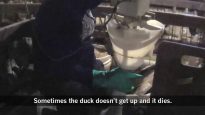 Amazon Cruelty – Mercy For Animals Exposes Suffering Behind Foie Gras