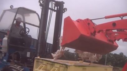 Animals Are Not Trash