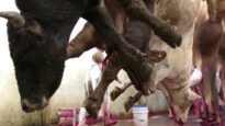 Animals Choking on Their Own Blood: What The Mexican Government Doesn’t Want You to See