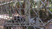 Animals Suffering at Deer Haven Mini Zoo
